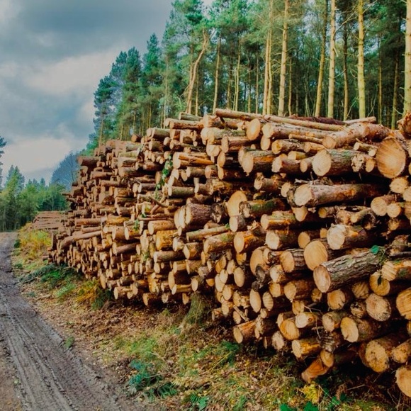 Meet your Posher, Bailey - Picture 3 of 3